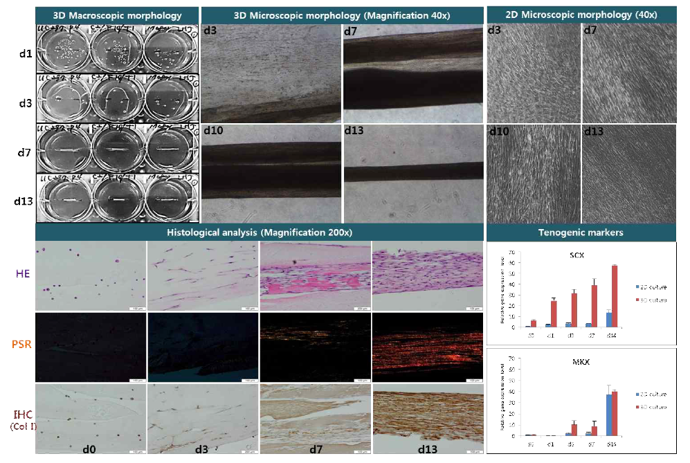 2D와 피브린 기반 3D 배양에서 동종제대유래 줄기세포의 건세포 분화 능력
