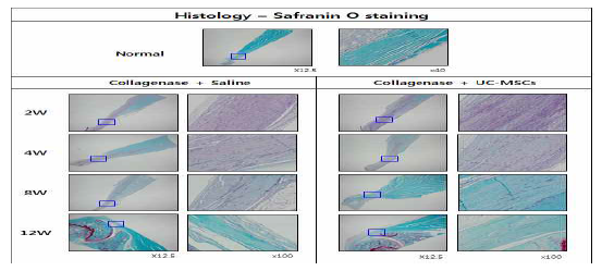 건병증이 유도된 극상건에 Saline를 주사한 그룹과 UC-MSC를 주사한 그룹의 Safranin O