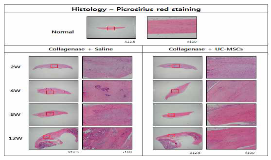 건병증이 유도된 슬개건에 Saline를 주사한 그룹과 UC-MSC를 주사한 그룹의 H&E