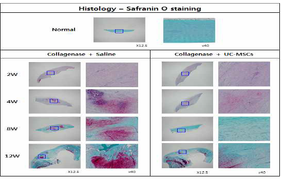 건병증이 유도된 슬개건에 Saline를 주사한 그룹과 UC-MSC를 주사한 그룹의 Safranin O