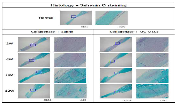 건병증이 유도된 아킬레스건에 Saline를 주사한 그룹과 UC-MSC를 주사한 그룹의 Safranin O