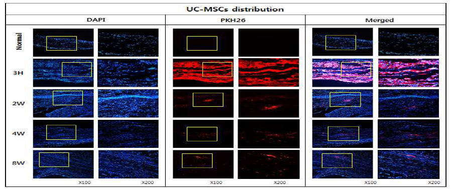 건병증이 유도된 극상건에 PKH26로 라벨링한 UC-MSCs를 주입 한 후 시간의 흐름에 따른 운명 및 분포 확인