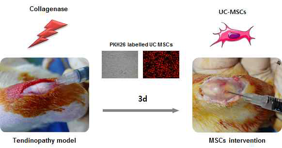 건병증이 유도된 슬개건에 PKH26로 라벨링한 UC-MSCs를 주입 함
