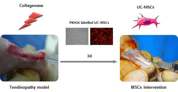 건병증이 유도된 아킬레스건에 PKH26로 라벨링한 UC-MSCs를 주입함