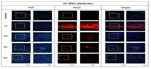 건병증이 유도된 슬개건에 PKH26로 라벨링한 UC-MSCs를 주입 한 후 시간의 흐름에 따른 운명 및 분포 확인