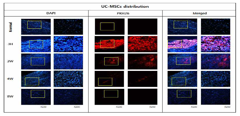 건병증이 유도된 아킬레스건에 PKH26로 라벨링한 UC-MSCs를 주입한 후 시간의 흐름에 따른 운명 및 분포 확인