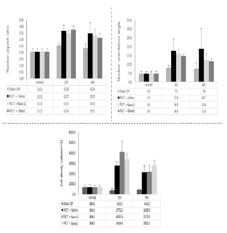 회전근개 파열 모델의 극상건에 saline을 주사한 그룹과, naive UC-MSC, GeneX1-UC-MSC를 주사한 그룹의 Nuclear aspect ratio와 Nuclear orientation angle, cell density 그래프