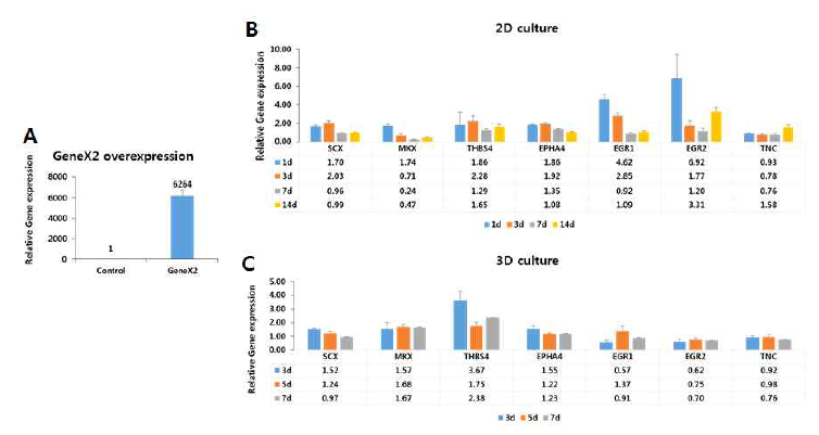 GeneX2 도입 후 제대 줄기세포의 2차원적 배양 및 3차원적 배양에 의한 건 분화 마커 유전자 발현의 분석