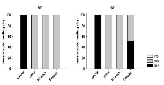 정상 극상건, Saline을 주입한 극상건, UC MSCs를 주입한 극상건, GeneX2를 강화한 UC MSCs를 주입한 극상건의 2주와 4주 건의 외형을 타입에 따라 분류한 그래프