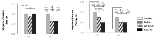 정상 극상건, Saline을 주입한 극상건, UC MSCs를 주입한 극상건, GeneX2를 강화한 UC MSCs를 주입한 극상건의 2주와 4주의 결손 조직과 주위 정상 조직간의 integration을 평가한 그래프, 좌 : 상완골 쪽, 우 : 근육 쪽