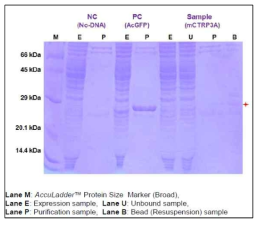CTRP3 단백질 정제