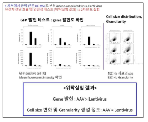 UC MSC 세포치료제 제작을 위한 virus 전달체 선정