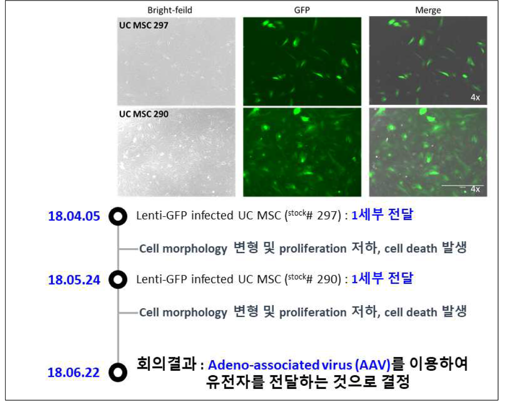 Lenti-GFP UC MSC cell line 제작 결과