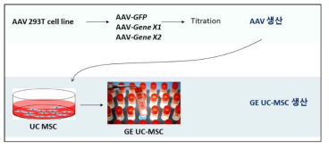 1세부에서 선별해준 후보 분화유전자 2건에 대단 GE UC-MSC 제작