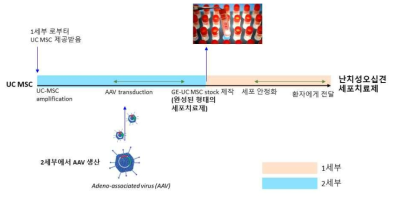 난치성 오십견 세포치료제 제작을 위한 pipe-line