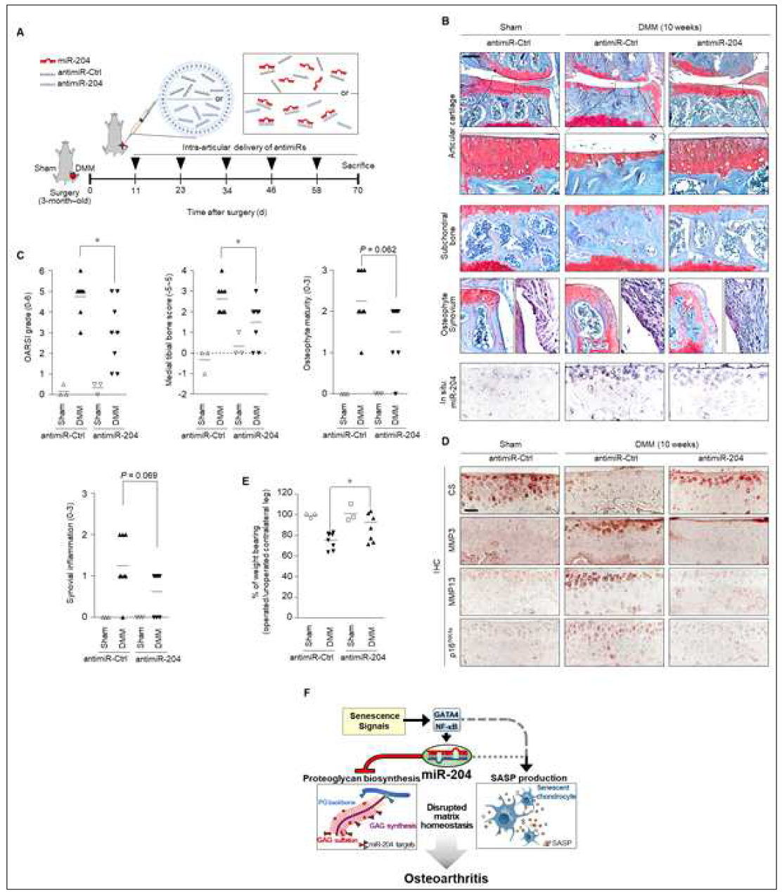 근골격계 조직 퇴행의 기전 규명 및 치료전략 확립 Science Translational Medicine 게재