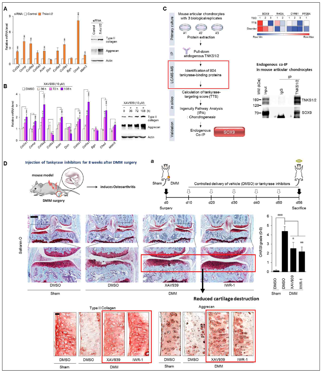 탄키라아제 억제에 의한 조직의 재생기전 규명 Nature Communications 게재