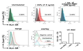 자극을 받은 UC-MSC에서 HLA-DR 발현량