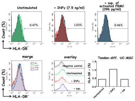 건분화된 UC-MSC에서 HLA-DR 발현량