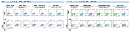 비장과 액와림프절에서 활성화된 T 세포 변화 – 수술 3주차 분석결과