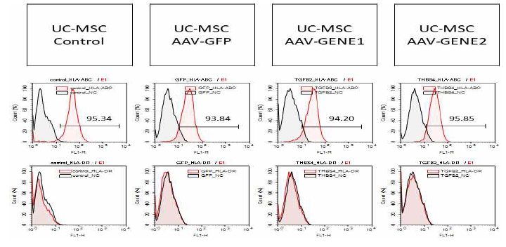 GE-UC-MSC-Control 및 GFP, GENE1, GENE2 삽입된 GE-UC-MSC의 HLA-ABC, HLA-DR 결과 (대표그림)