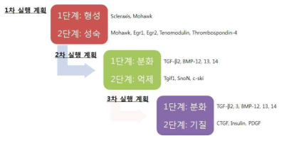 힘줄 분화 촉진 유전자 선별 전략