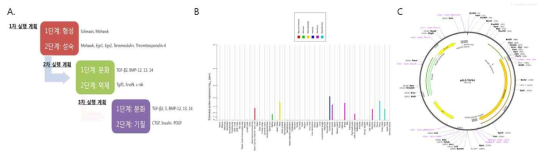 힘줄 분화 촉진 유전자 선별 및 삽입 A. 선별전략, B. 장기별 목표 유전자 발현도, C. 삽입벡터 정보