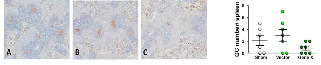 그림 12 투여 후(後) 14일에 비장에서 종자중심 형성을 보여주는 PCNA 면역화학염색 사진. (A) Sham 그룹, (B) Vector control 그룹, (C) Gene X 그룹. Gene X 그룹에서 평균적으로 낮은 숫자의 종자중심이 관찰되었으나 통계적 유의성은 없었음