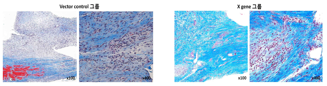 그림 13 투여 후(後) 14일 건 사진. Vector control 그룹과 Gene X 그룹 모두에서 granulation tissue가 생겼으며, 건 주변과 건 다발 사이사이에 약간의 염증세포 침윤이 있으며, 두 그룹 사이에 현저한 차이를 나타내지는 않았음