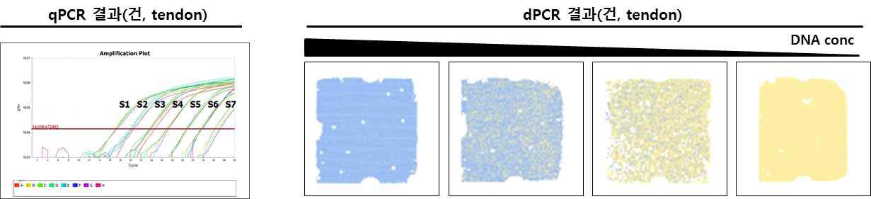 건조직 내 UC-MSC의 qPCR 결과 (우), dPCR chip 사진 (좌, 파랑색-증폭, 노랑색-비증폭, 대표사진-건조직)