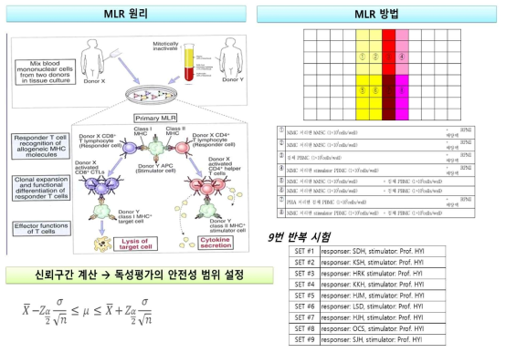 혼합림프구반응(MLR) 원리 및 방법, 안전성 범위 설정 방법