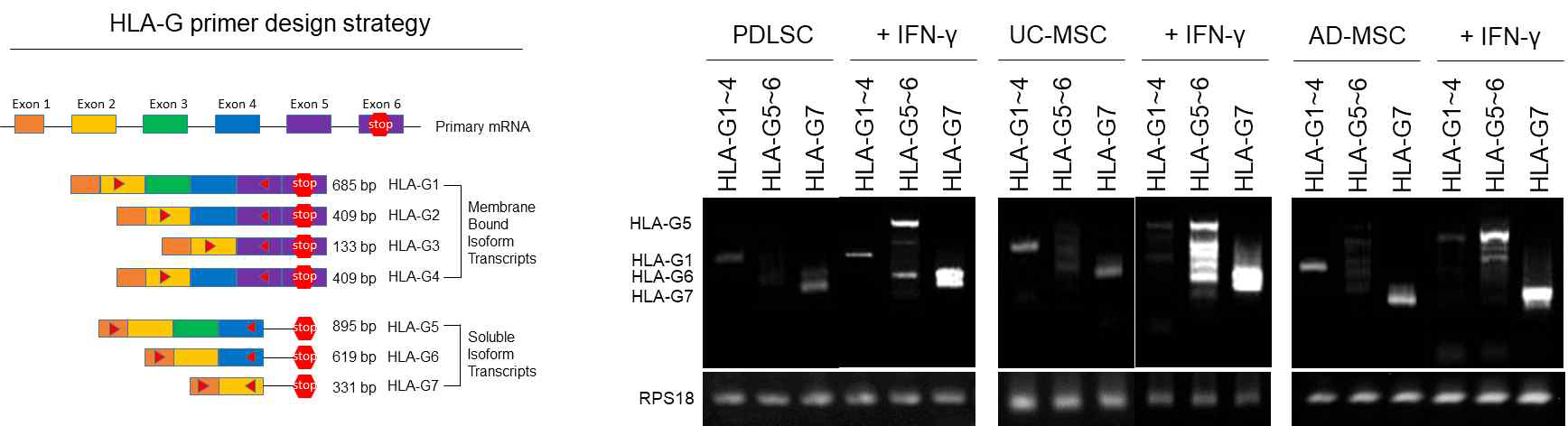 HLA-G의 primer 디자인 전략 (좌), IFNγ 처리 전후 UC-MSC, Ad-MSC, PDLSC의 HLA의 전사적 발현변화 (우) UC-MSC의 HLA-G 1/5/6/7번이 증가하였음