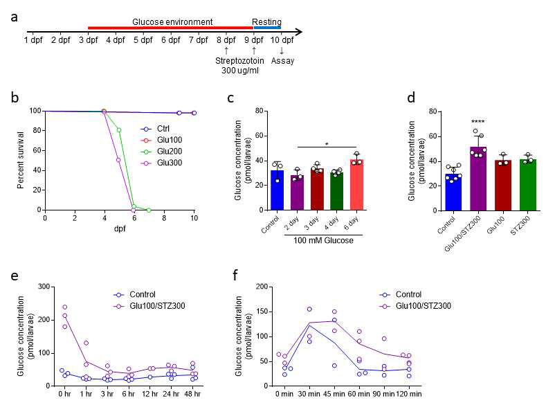 Zebrafish larvae의 2형 당뇨 발현과 microRNA-22의 심근세포 보호 효과