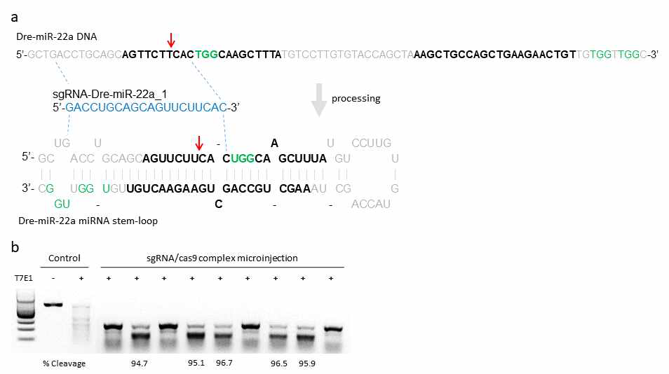 Crispr/Cas9을 사용한 miR-22 Knock/out zebrafish 확립