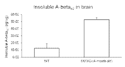 5X FAD 생쥐의 뇌 내 Aβ 축적