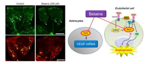 활성산소 조절을 통한 혈관내피세포성장인자의 조절
