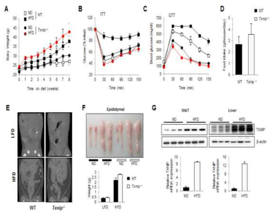 고지방식이에 의한 TXNIP WT 및 KO 생쥐의 변화