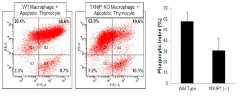 TXNIP의 발현에 따른 대식세포의 efferocytosis 차이