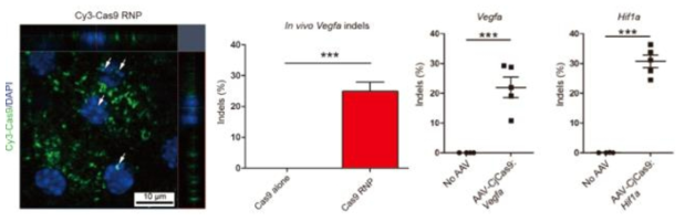 AAV와 RNP 전달 방법을 이용한 CRISPR/Cas9 system의 망막색소상피세포 특이적 유효 유전자 억제시스템 구축