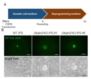 Ubqln2 knockout 유도만능줄기세포 확립