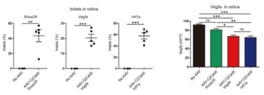 AAV를 이용한 망막 내 효과적인 CRISPR-Cas9 system 전달 방법 확립