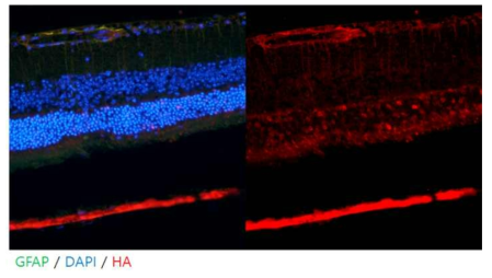 유리체강 내 AAV9 주사를 이용한 Nia 발현 시스템 확립