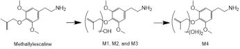 사람 hepatocytes에서 methallylescaline의 대사경로