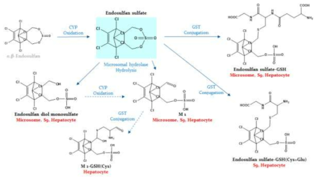 사람 간 microsomes, S9 fraction, hepatocytes에서 endosulfan sulfate의 대사경로