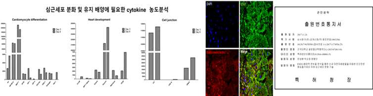 END2-배양액 분석을 통한 효과적인 심근세포 분화방법 확립