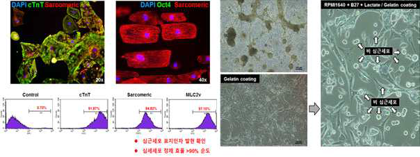 고순도 심근세포 정제 기술 확립 (Lab scale에서 순도 98 % 이상의 심근세포를 1 x 107개/ 1회 확보 가능)