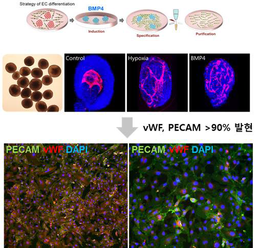 인간 줄기세포 유래 혈관세포와 혈관모세포 비정제 분화조건 확립