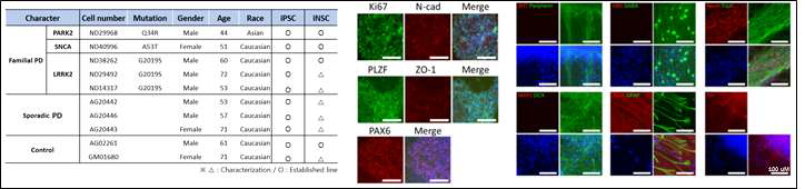 파킨슨병 환자 유래 신경줄기세포 제작 현황 및 분화능 확인