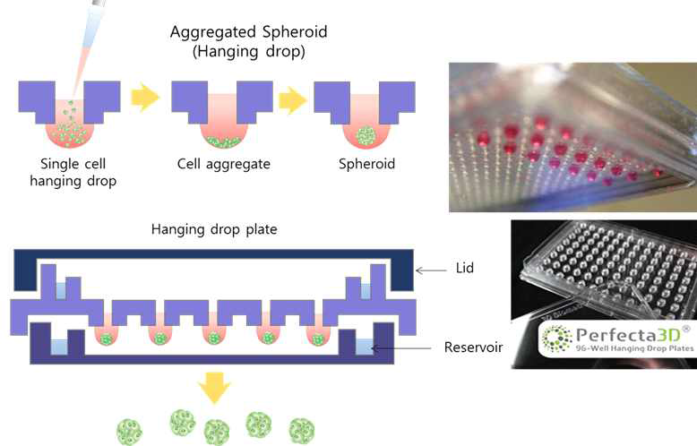 전용 배양 접시를 이용한 Multicellular aggregate 형성 방법