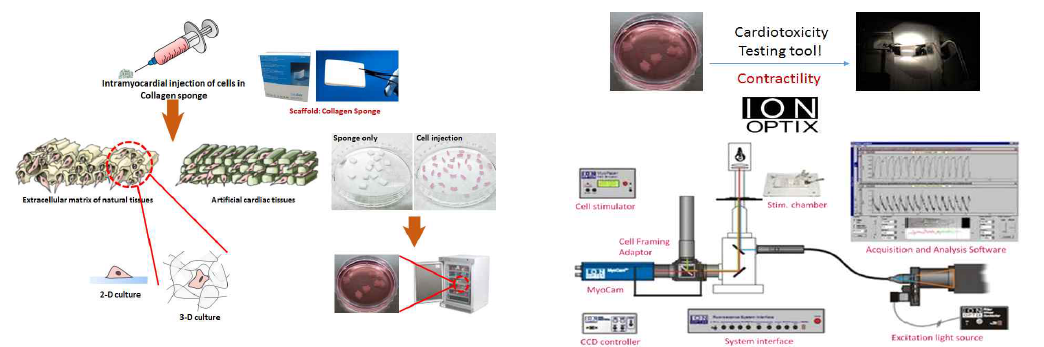 3D 인공심장 오가노이드 제작 및 이미징 기반 인공심장시험체의 수축력 측정방법